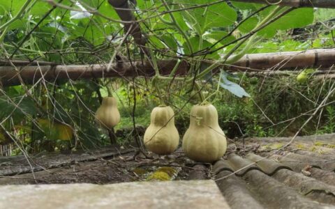 输入法中各种符号怎么使用(输入法如何输入特殊符号)