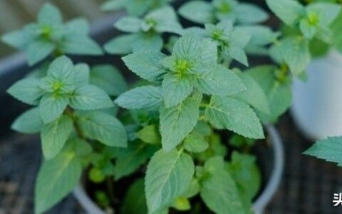 适合学生在书桌摆放的植物(学生书桌上放什么植物好风水)