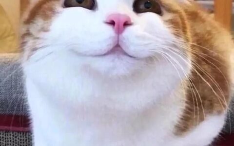 英雄联盟需要3000元配置(英雄联盟需要3000元配置的手机)