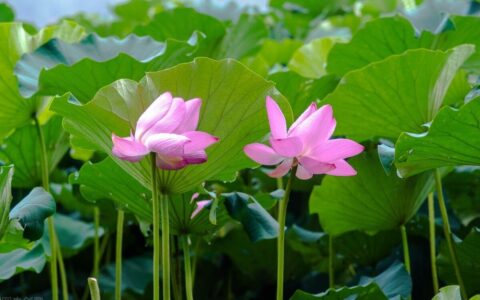 剪映入门教程(剪映入门教程视频)