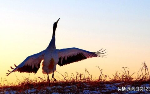 word怎么插入艺术字
